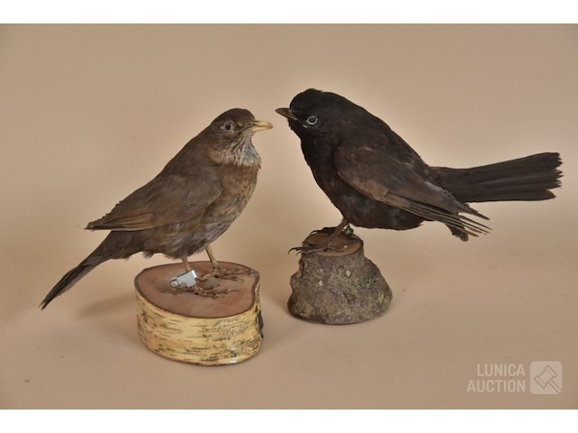 Vintage taxidermie - afbeelding 1 van  8