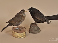 Vintage taxidermie - afbeelding 1 van  8