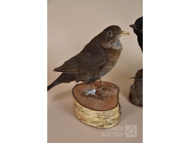 Vintage taxidermie - afbeelding 2 van  8