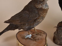 Vintage taxidermie - afbeelding 2 van  8