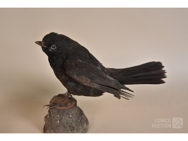 Vintage taxidermie - afbeelding 3 van  8