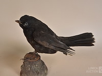 Vintage taxidermie - afbeelding 3 van  8