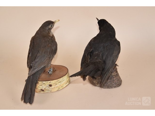 Vintage taxidermie - afbeelding 4 van  8