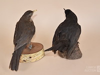 Vintage taxidermie - afbeelding 4 van  8