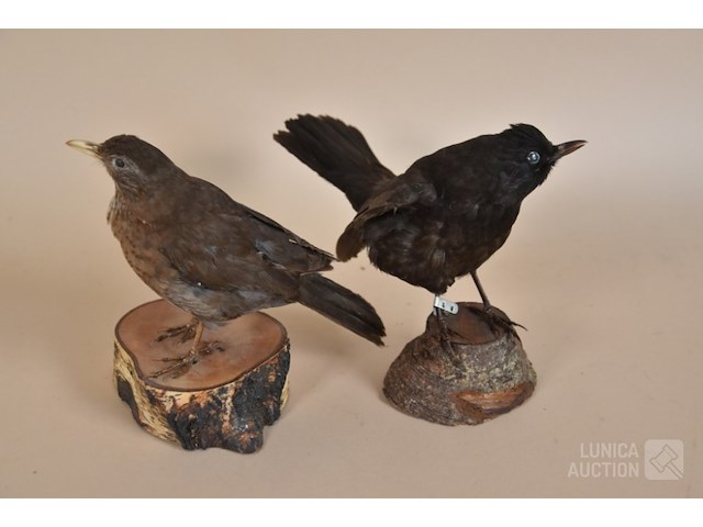 Vintage taxidermie - afbeelding 5 van  8