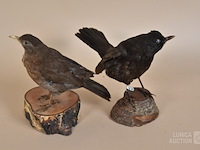 Vintage taxidermie - afbeelding 5 van  8