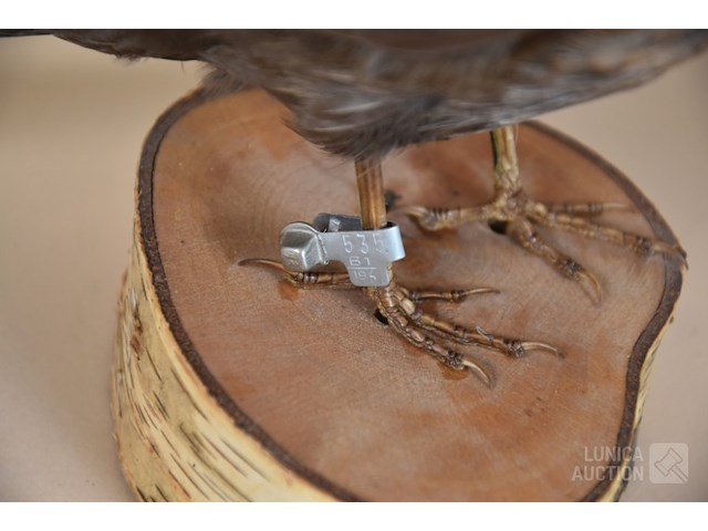 Vintage taxidermie - afbeelding 7 van  8