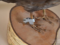 Vintage taxidermie - afbeelding 7 van  8