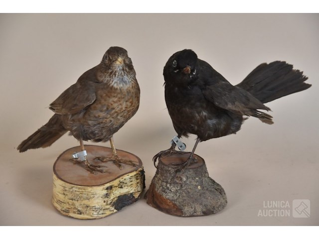 Vintage taxidermie - afbeelding 8 van  8