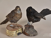 Vintage taxidermie - afbeelding 8 van  8