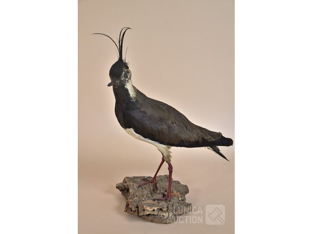 Vintage taxidermie - afbeelding 1 van  5