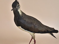 Vintage taxidermie - afbeelding 1 van  5
