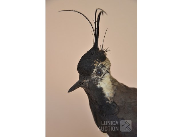 Vintage taxidermie - afbeelding 2 van  5