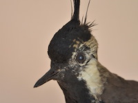 Vintage taxidermie - afbeelding 2 van  5