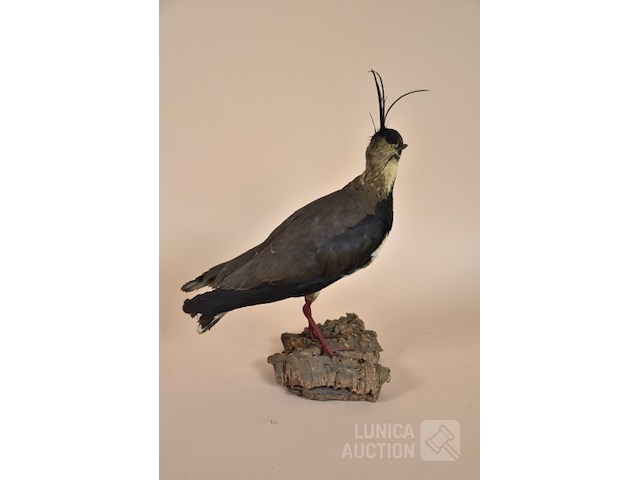 Vintage taxidermie - afbeelding 3 van  5
