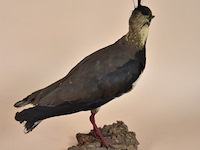 Vintage taxidermie - afbeelding 3 van  5