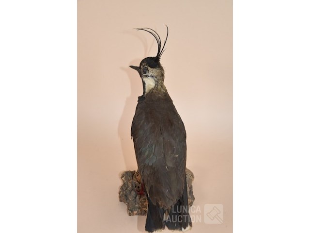 Vintage taxidermie - afbeelding 4 van  5