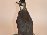 Vintage taxidermie - afbeelding 4 van  5