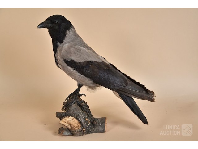 Vintage taxidermie - afbeelding 1 van  5