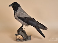 Vintage taxidermie - afbeelding 1 van  5