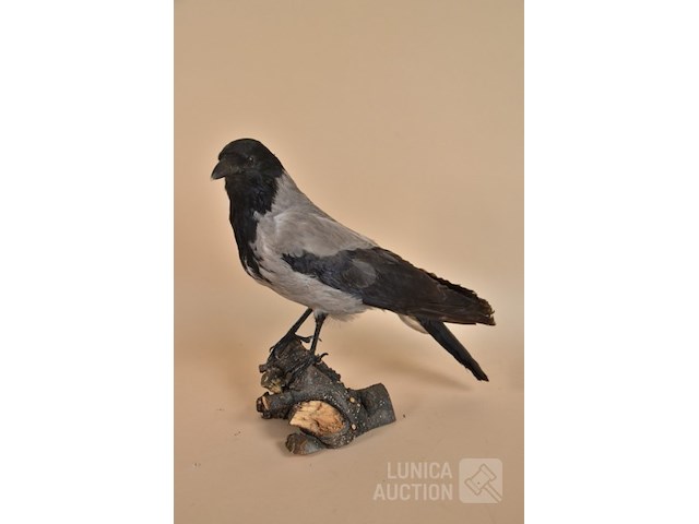 Vintage taxidermie - afbeelding 2 van  5