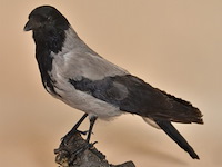 Vintage taxidermie - afbeelding 2 van  5