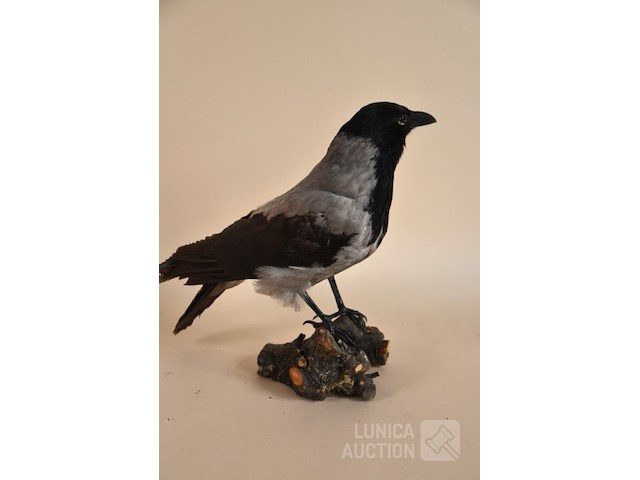 Vintage taxidermie - afbeelding 3 van  5