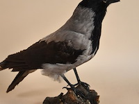 Vintage taxidermie - afbeelding 3 van  5