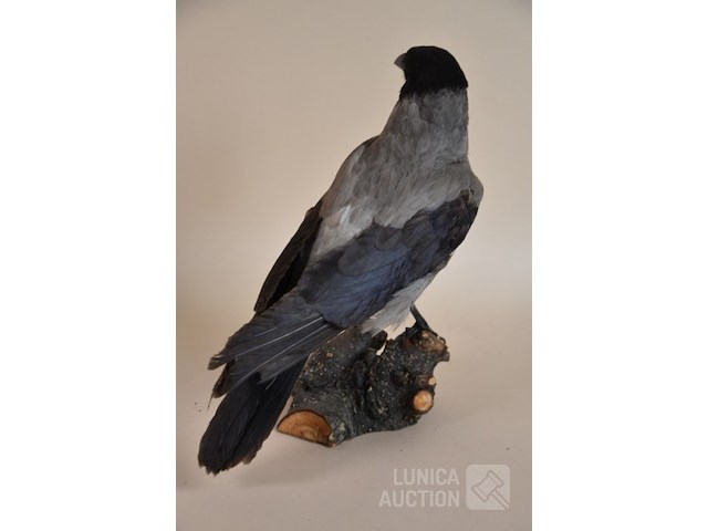 Vintage taxidermie - afbeelding 4 van  5