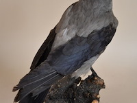 Vintage taxidermie - afbeelding 4 van  5