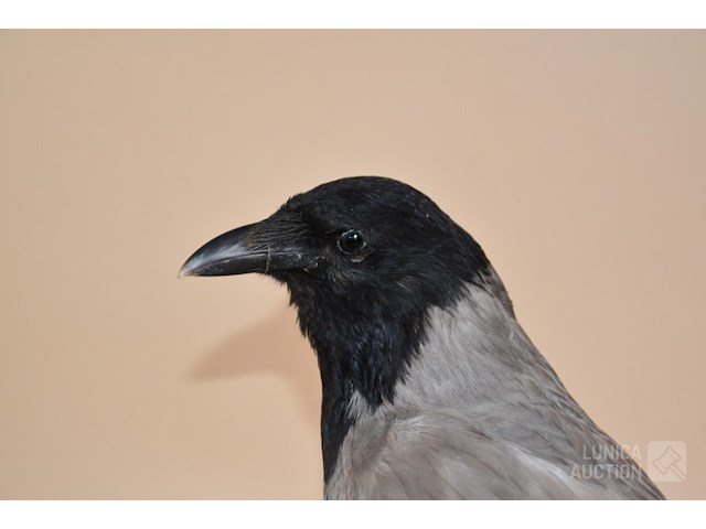 Vintage taxidermie - afbeelding 5 van  5