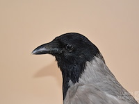 Vintage taxidermie - afbeelding 5 van  5