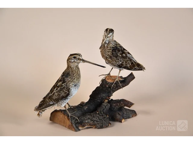 Vintage taxidermie - afbeelding 1 van  4