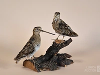 Vintage taxidermie