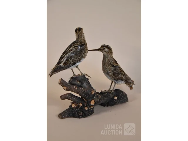Vintage taxidermie - afbeelding 2 van  4