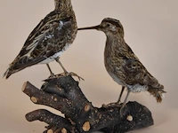 Vintage taxidermie - afbeelding 2 van  4