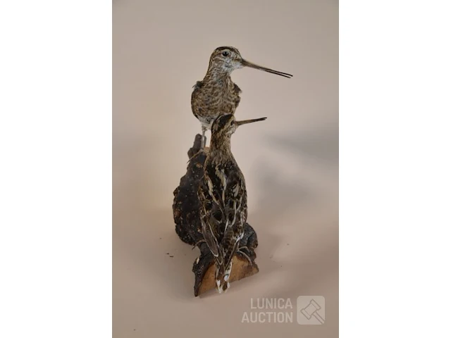 Vintage taxidermie - afbeelding 3 van  4