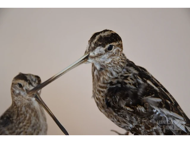 Vintage taxidermie - afbeelding 4 van  4