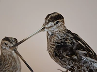 Vintage taxidermie - afbeelding 4 van  4