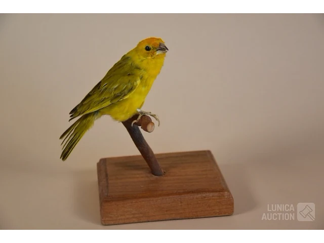 Vintage taxidermie - afbeelding 1 van  5