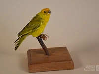Vintage taxidermie