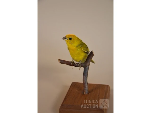 Vintage taxidermie - afbeelding 2 van  5