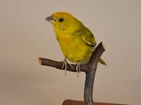 Vintage taxidermie - afbeelding 2 van  5