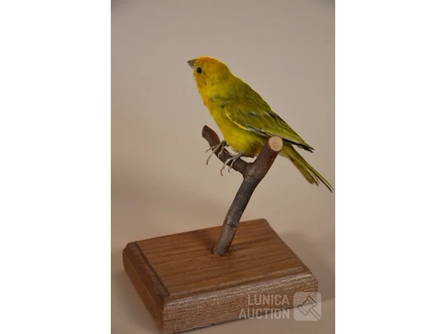 Vintage taxidermie - afbeelding 3 van  5