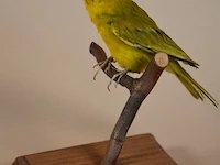 Vintage taxidermie - afbeelding 3 van  5