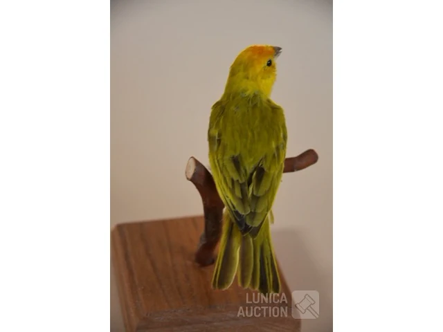 Vintage taxidermie - afbeelding 4 van  5