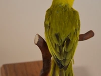 Vintage taxidermie - afbeelding 4 van  5