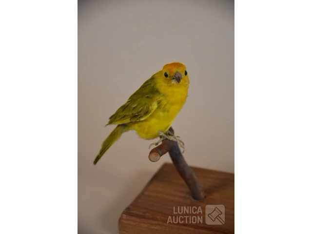 Vintage taxidermie - afbeelding 5 van  5