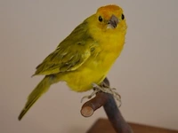 Vintage taxidermie - afbeelding 5 van  5