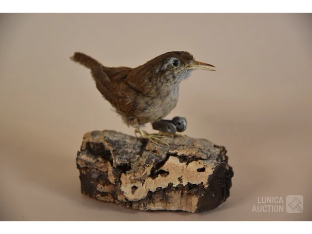 Vintage taxidermie - afbeelding 1 van  3